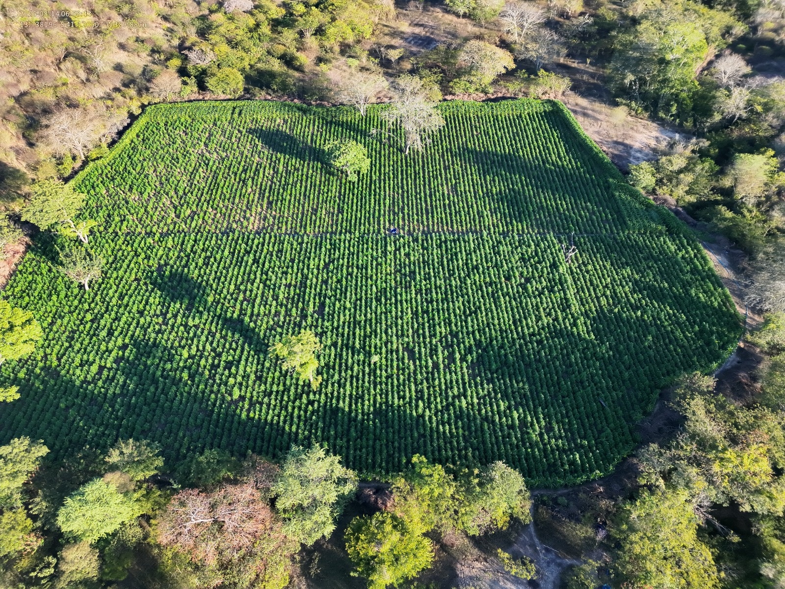 Ação da PF e PM erradica 35 mil pés de maconha no Sudoeste baiano