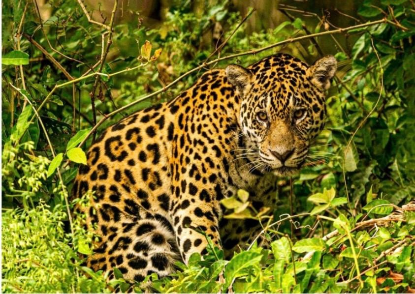 Blog do Marrom: Exposição revela a alma do Pantanal Mato-grossense