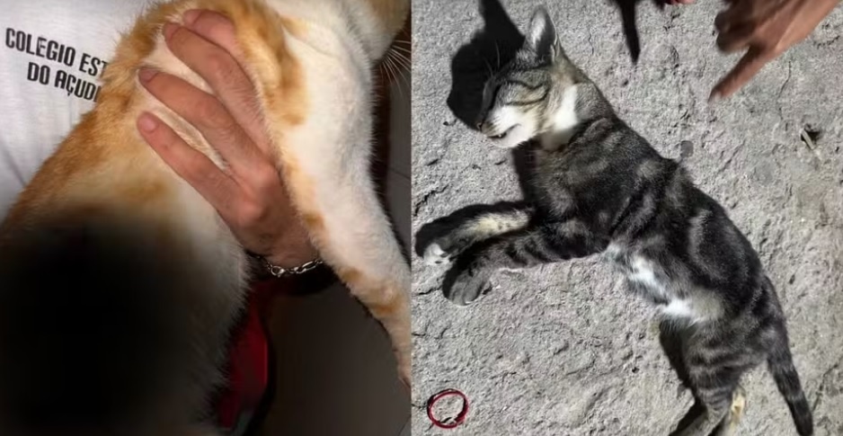 Gato morre e outro fica ferido após serem alvos de tiros no interior baiano