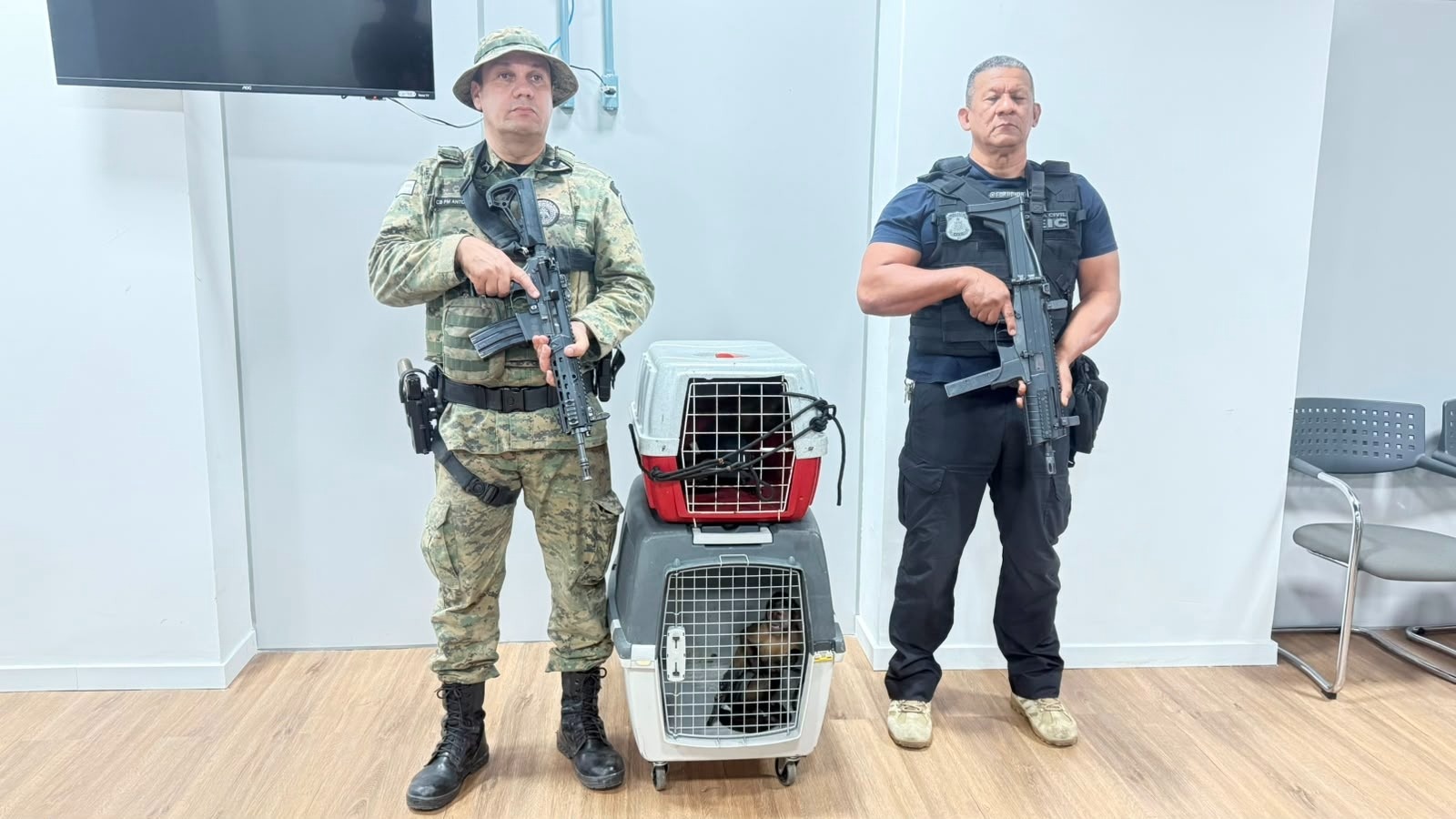 Polícia Civil resgata dois macacos-prego e prende suspeito de venda ilegal de silvestres em Salvador