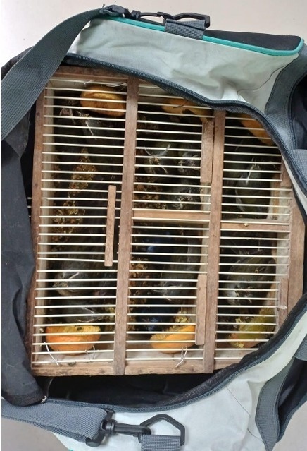 PRF resgata 17 aves silvestres e apreende cocaína em ônibus no Sudoeste baiano