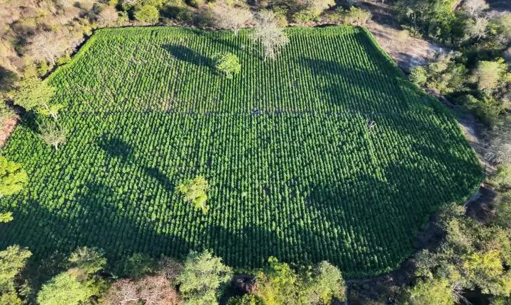 Ação da PF e PM erradica 35 mil pés de maconha no Sudoeste baiano