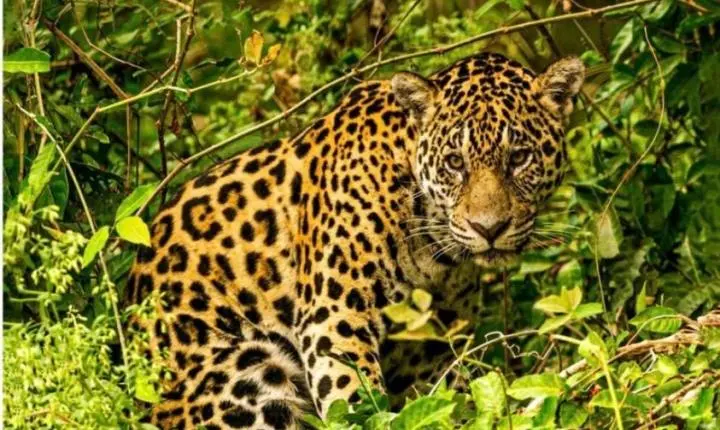 Blog do Marrom: Exposição revela a alma do Pantanal Mato-grossense