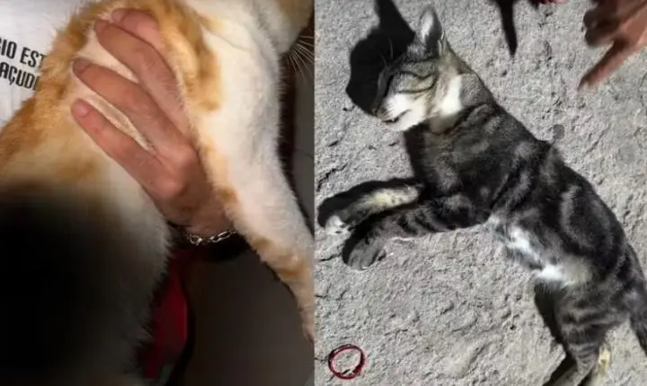 Gato morre e outro fica ferido após serem alvos de tiros no interior baiano