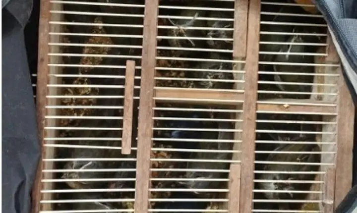 PRF resgata 17 aves silvestres e apreende cocaína em ônibus no Sudoeste baiano